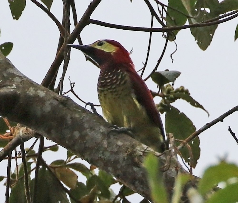 Crimson-mantled Woodpecker (Crimson-mantled) - Trevor Ellery