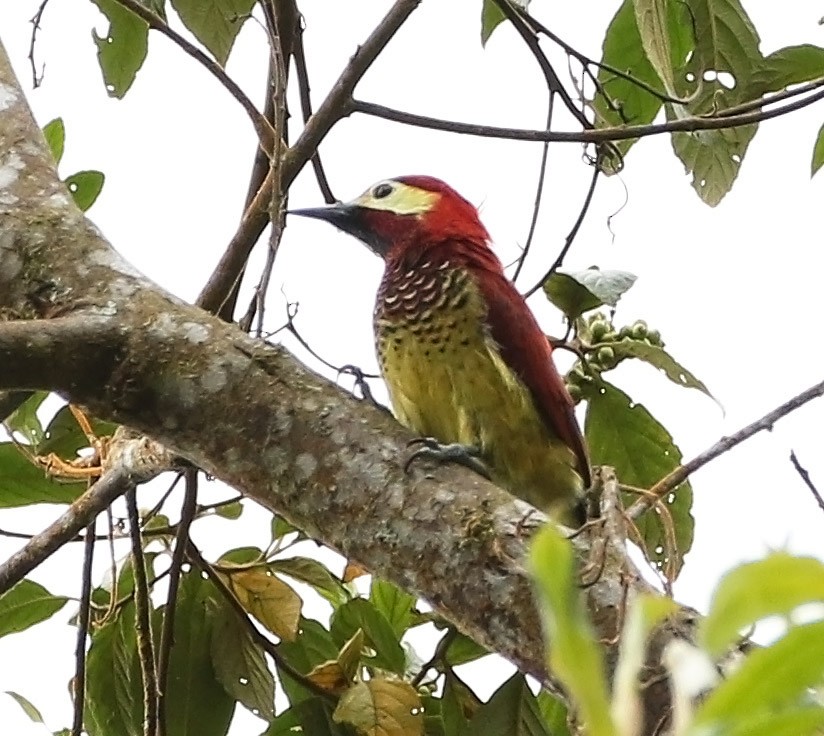 Crimson-mantled Woodpecker (Crimson-mantled) - ML495581401