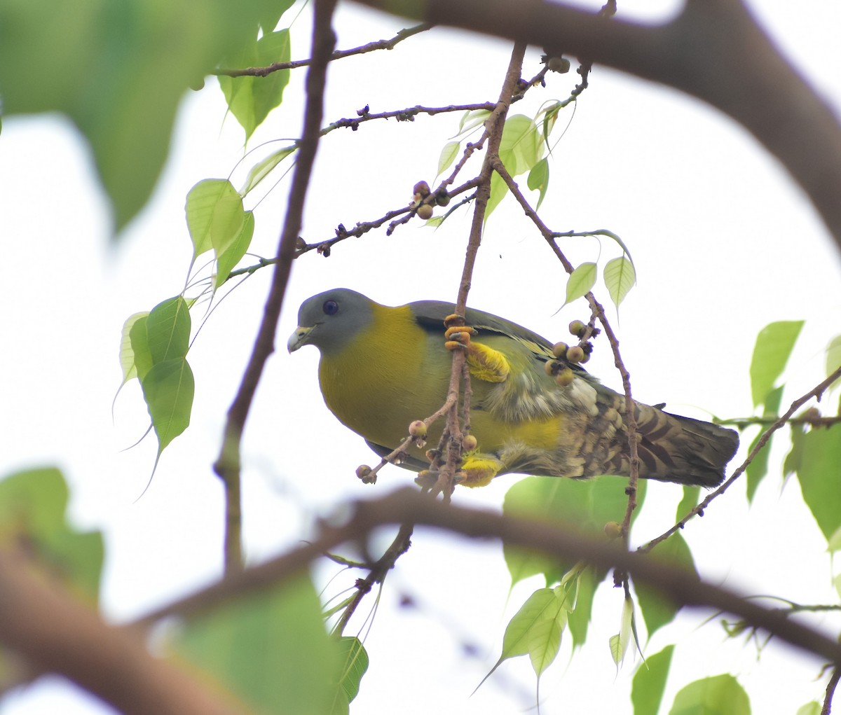 Yellow-footed Green-Pigeon - ML495581971