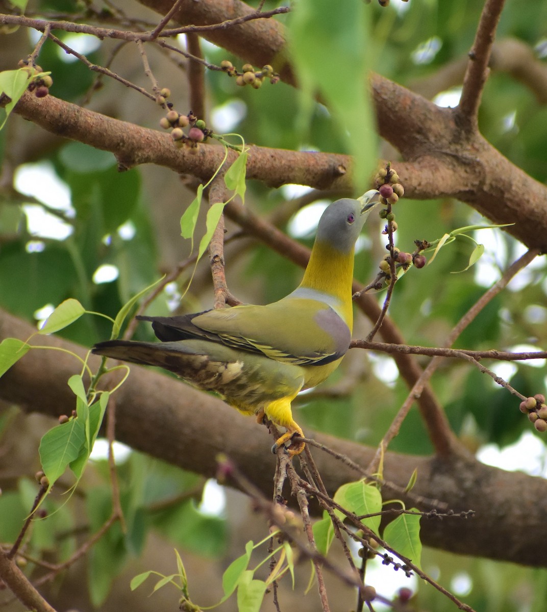 Yellow-footed Green-Pigeon - ML495581981