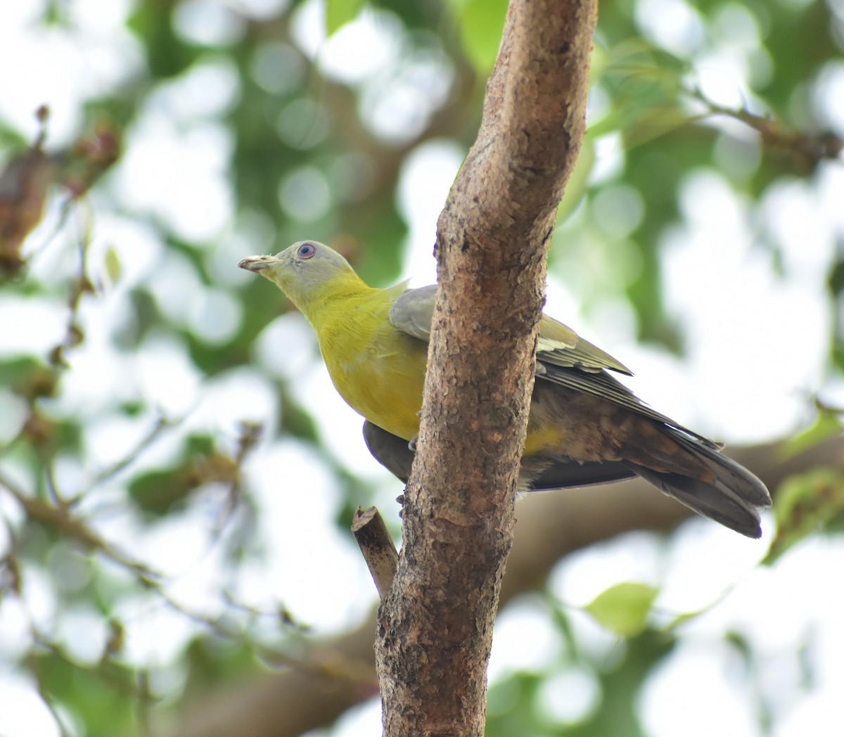 Yellow-footed Green-Pigeon - ML495581991