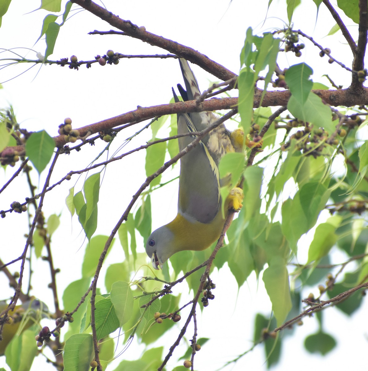 Yellow-footed Green-Pigeon - ML495582011