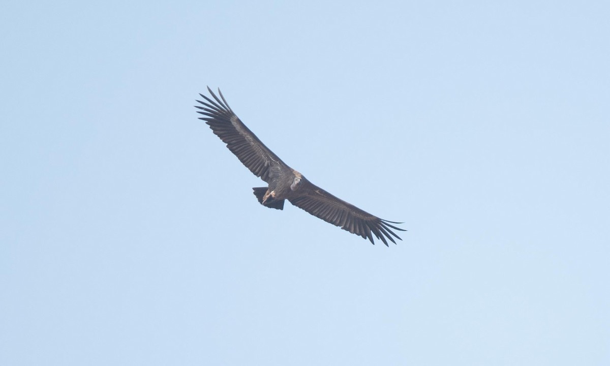 Indian Vulture - ML495582541