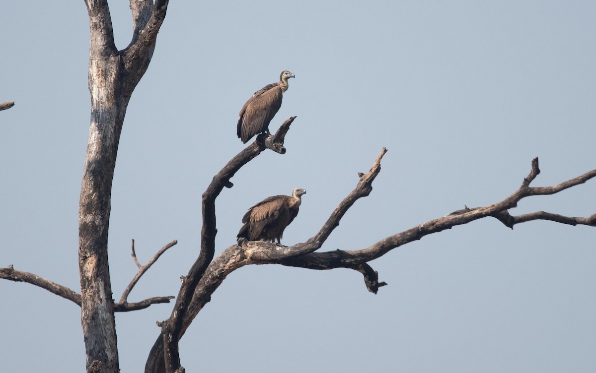 Indian Vulture - ML495582571