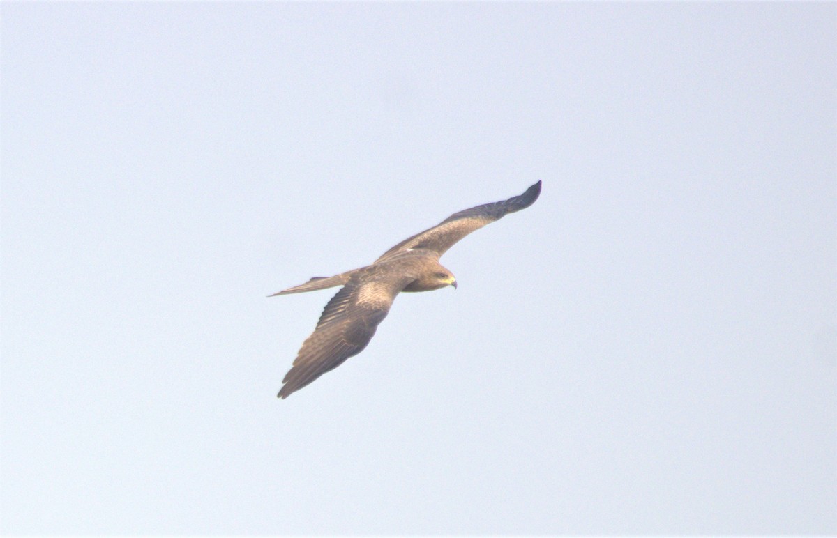 Black Kite - ML495582911