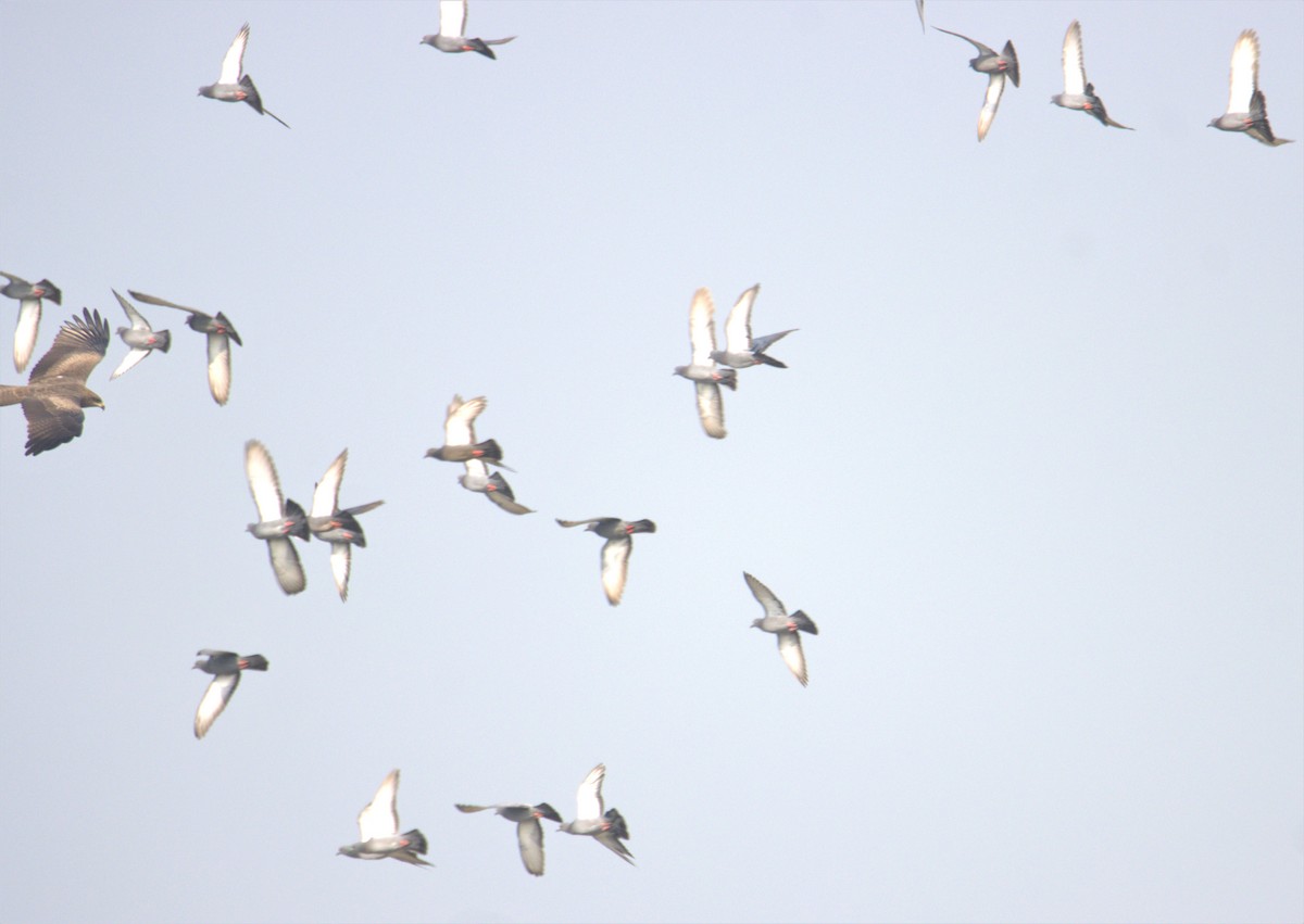 黑鳶 - ML495582921