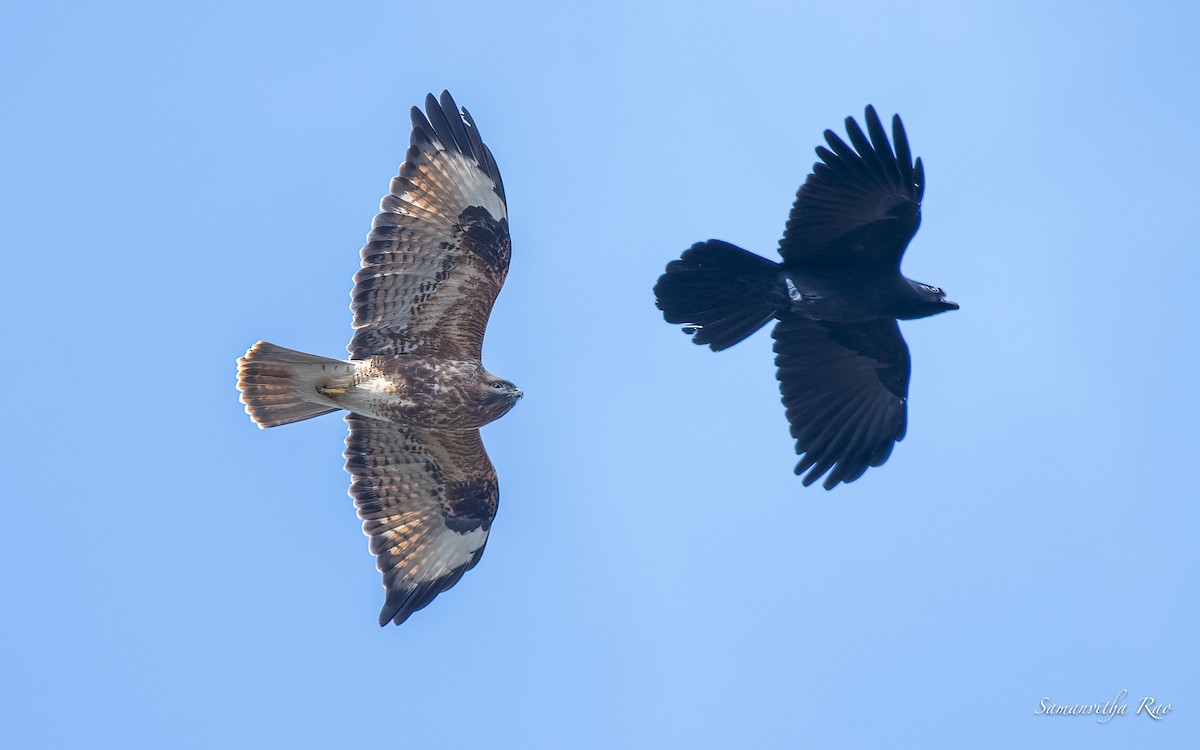 Large-billed Crow - ML495584291