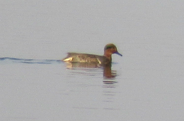Green-winged Teal - ML495584841