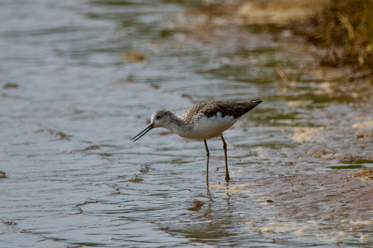 Common Greenshank - ML495585901