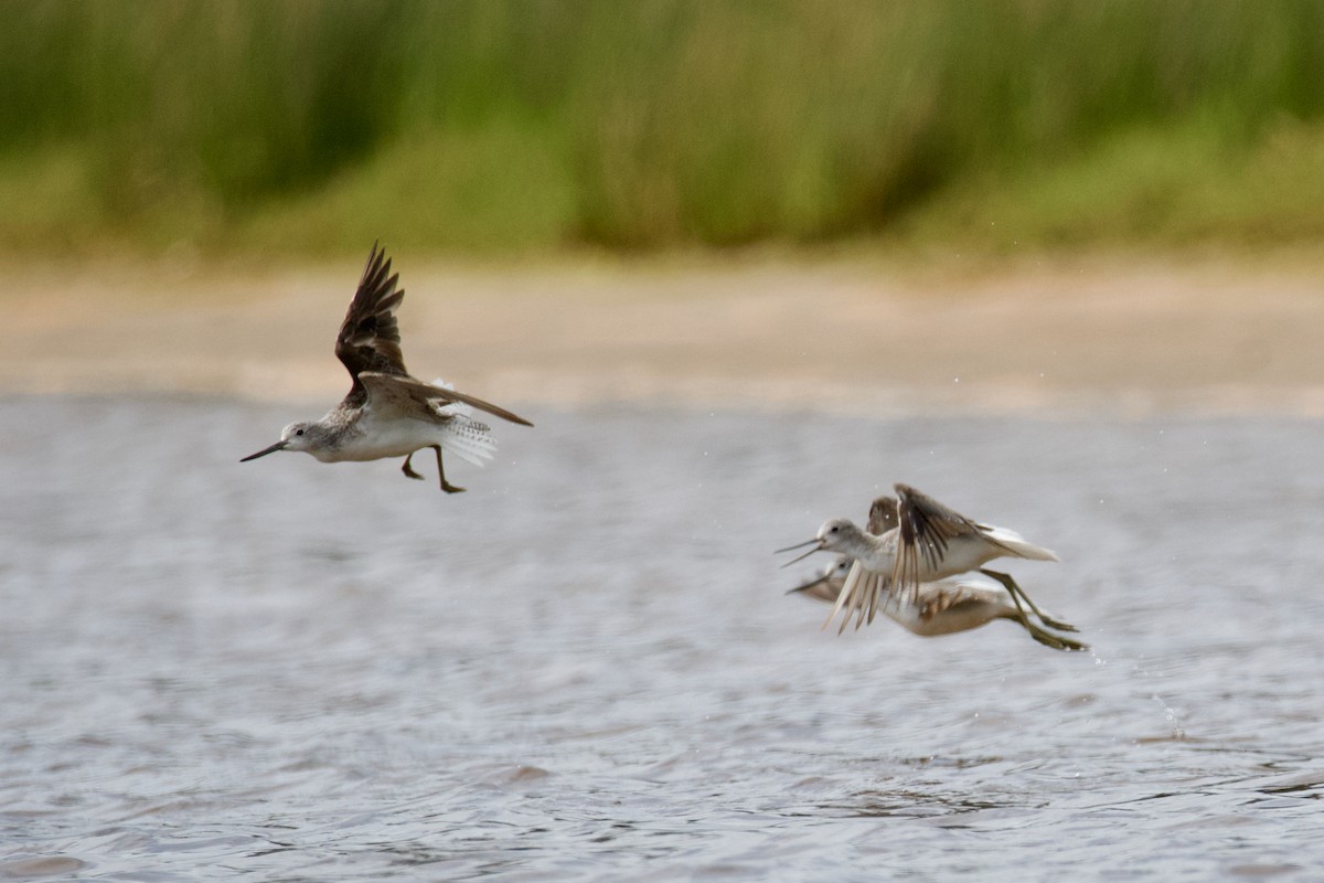 Common Greenshank - ML495585921