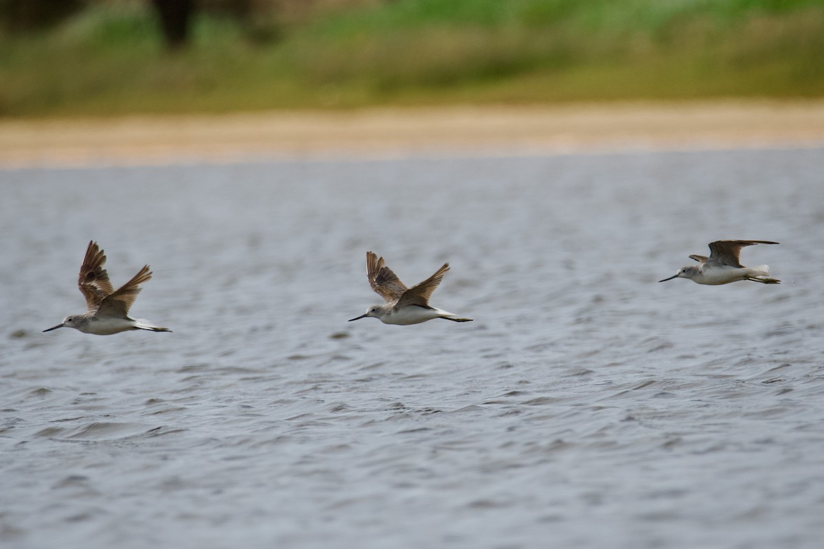 Common Greenshank - ML495585941