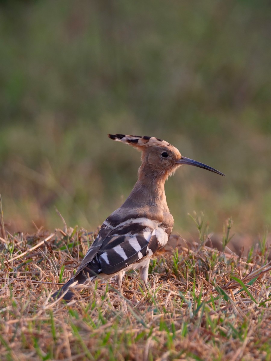 Eurasian Hoopoe - ML495586151