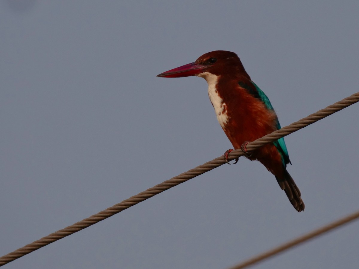 White-throated Kingfisher - ML495586241