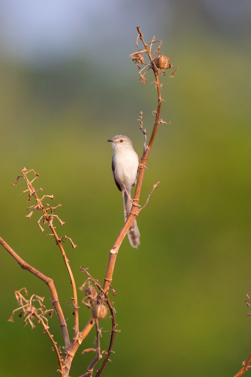 Plain Prinia - Hasham Malik