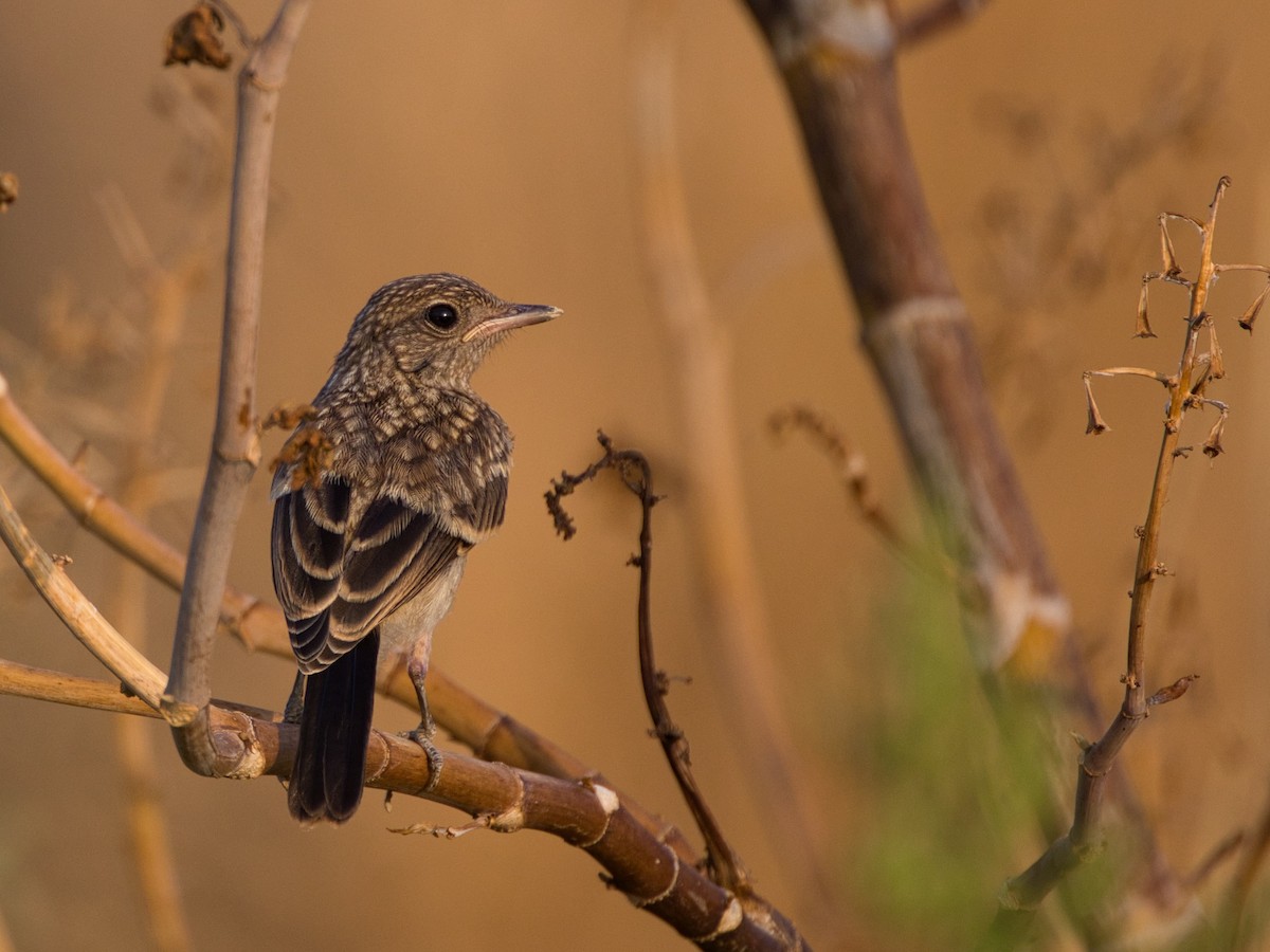 Pied Bushchat - Hasham Malik