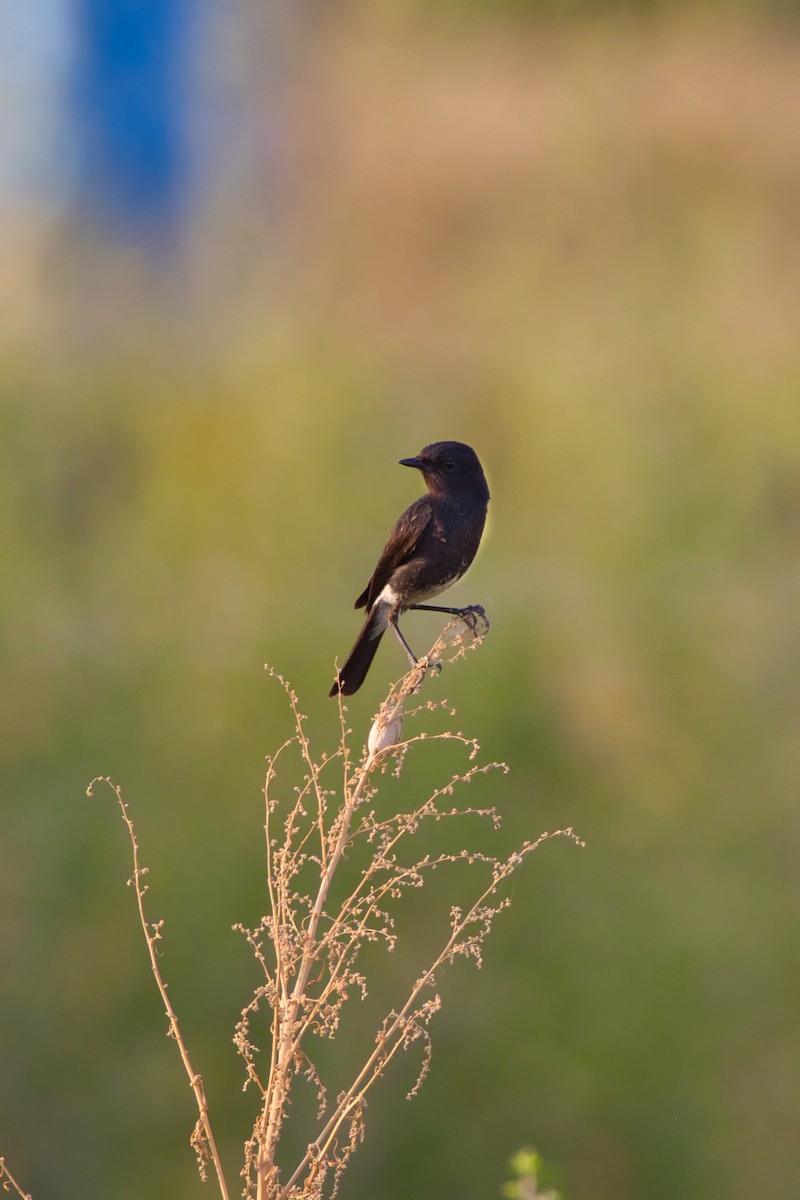 Pied Bushchat - Hasham Malik