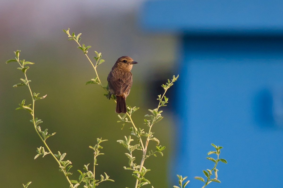 Pied Bushchat - Hasham Malik