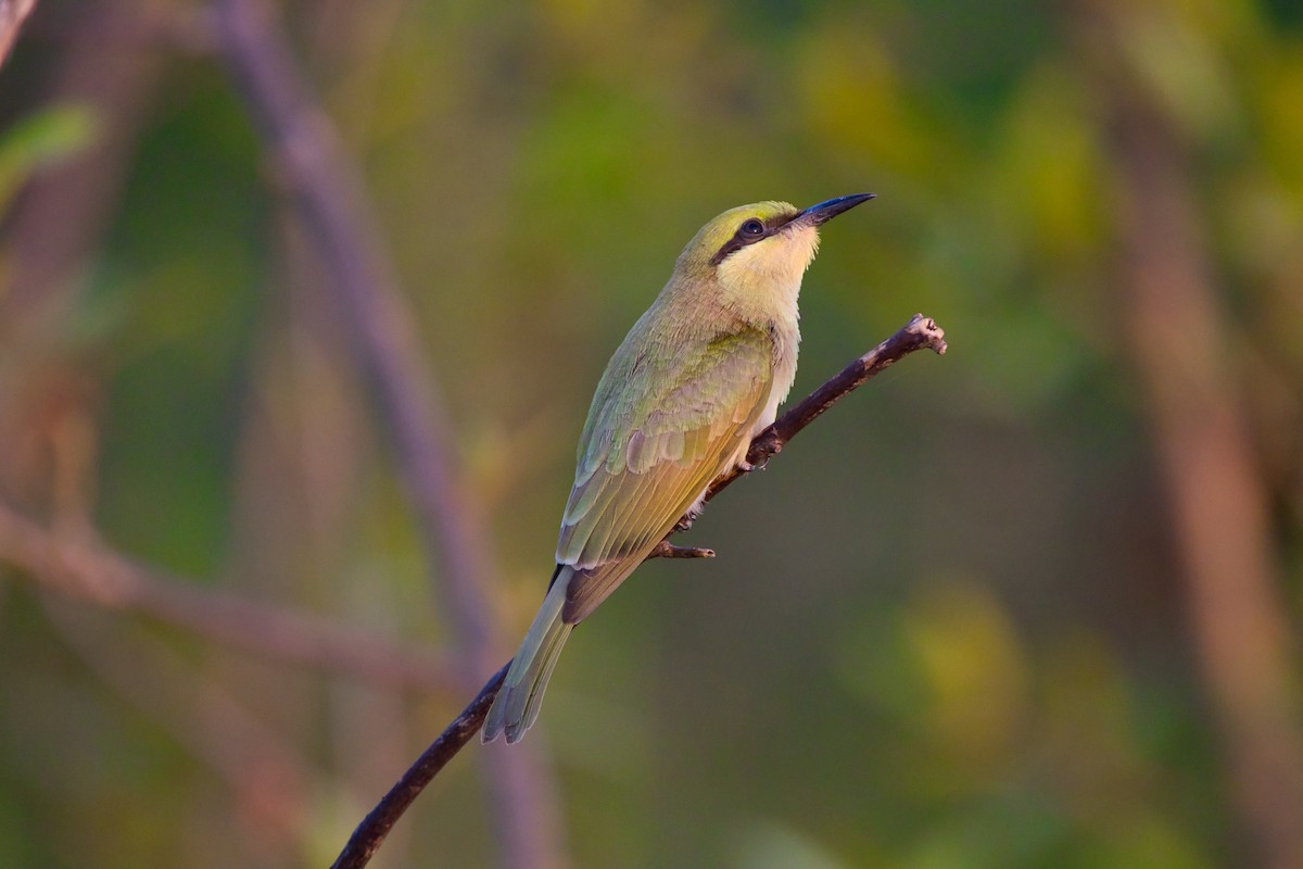 Asian Green Bee-eater - Hasham Malik