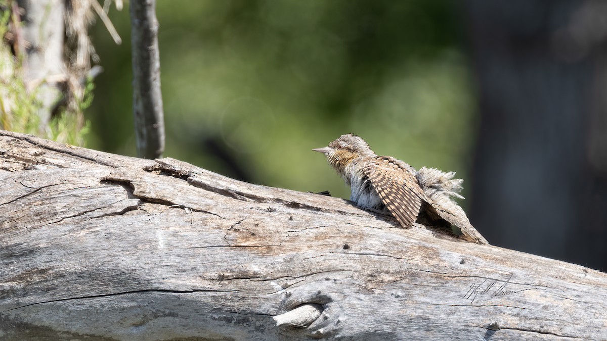 Eurasian Wryneck - Kjell Larsen