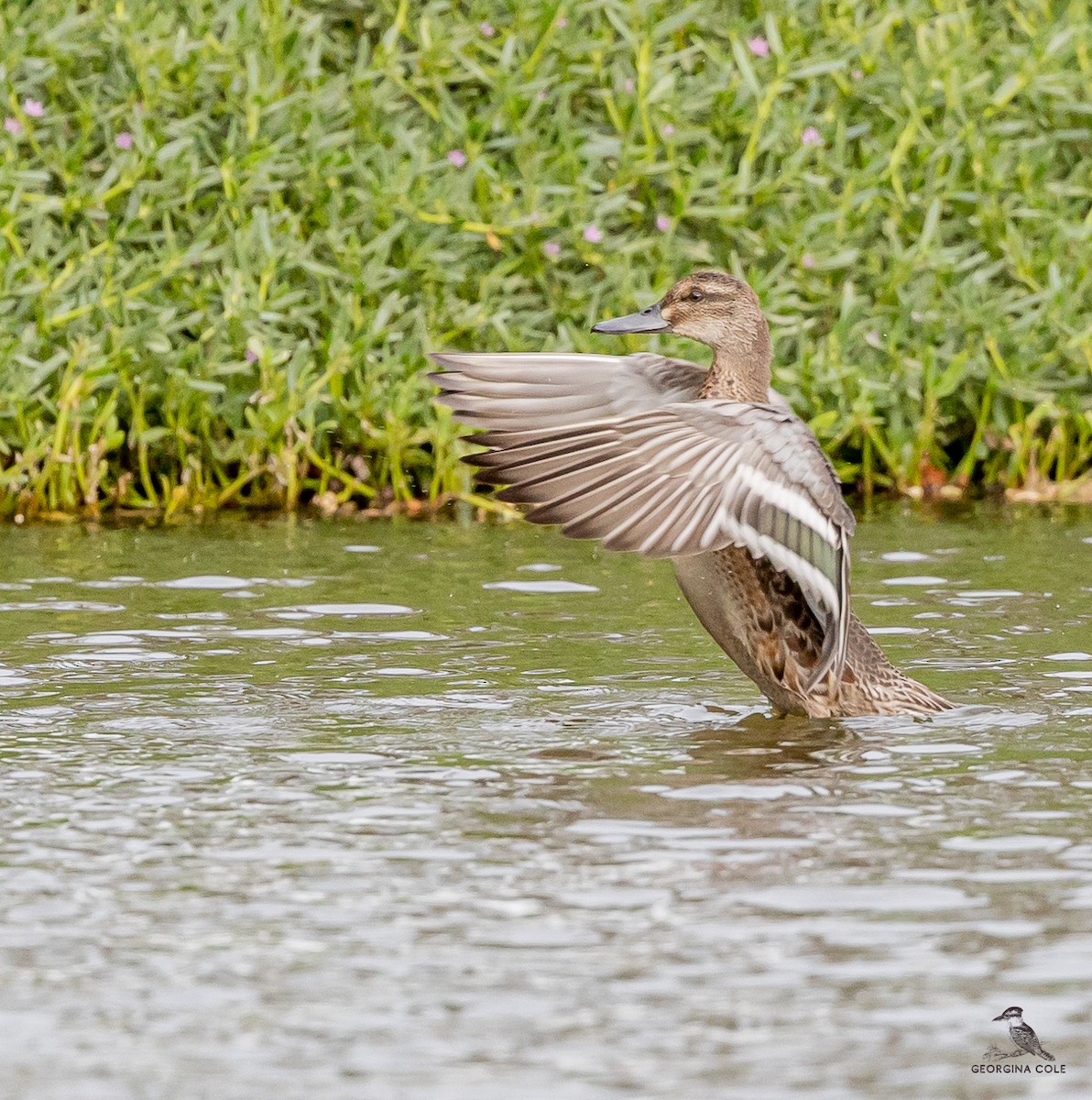 Garganey - ML495587771