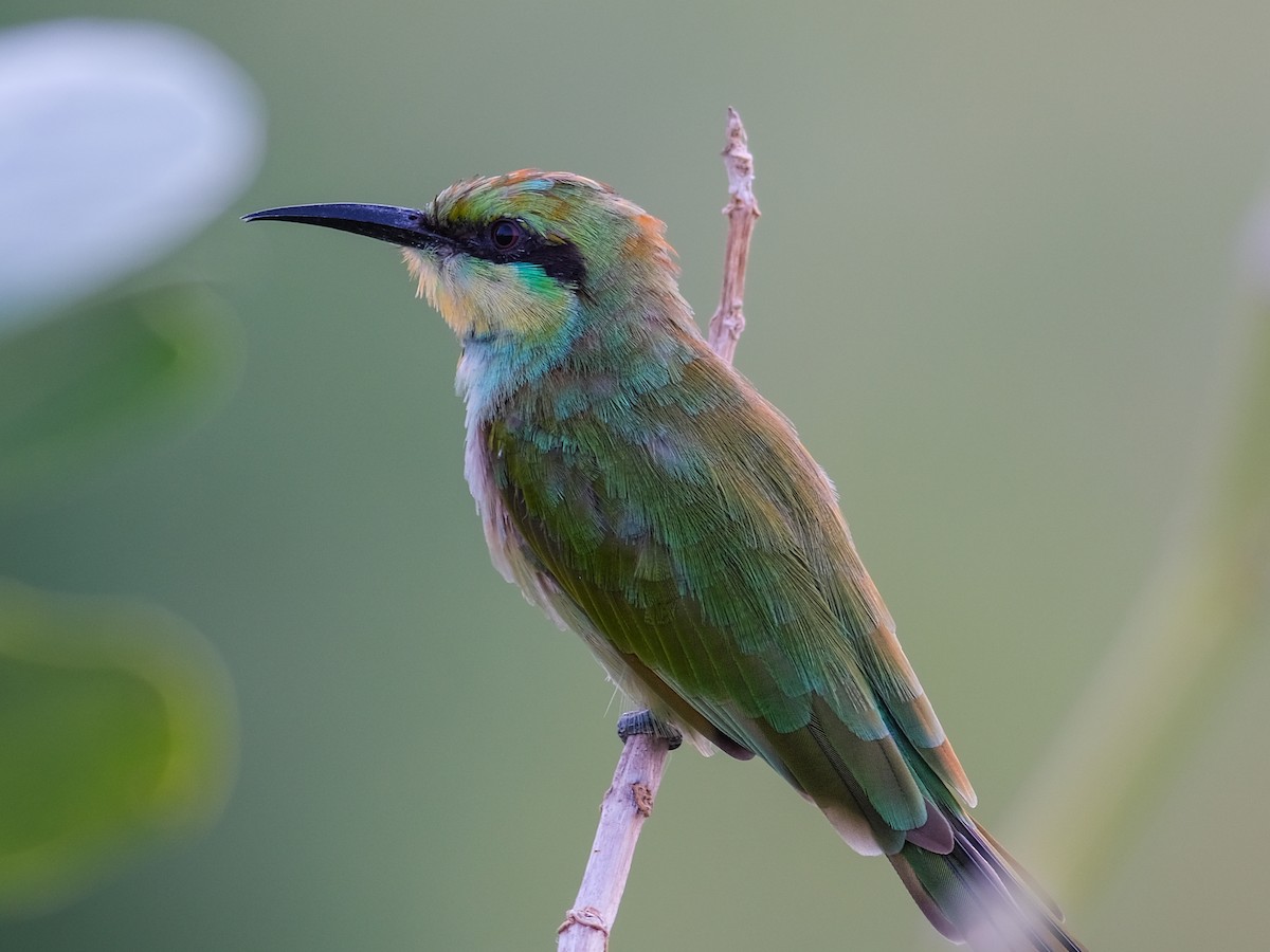 Asian Green Bee-eater - ML495587911