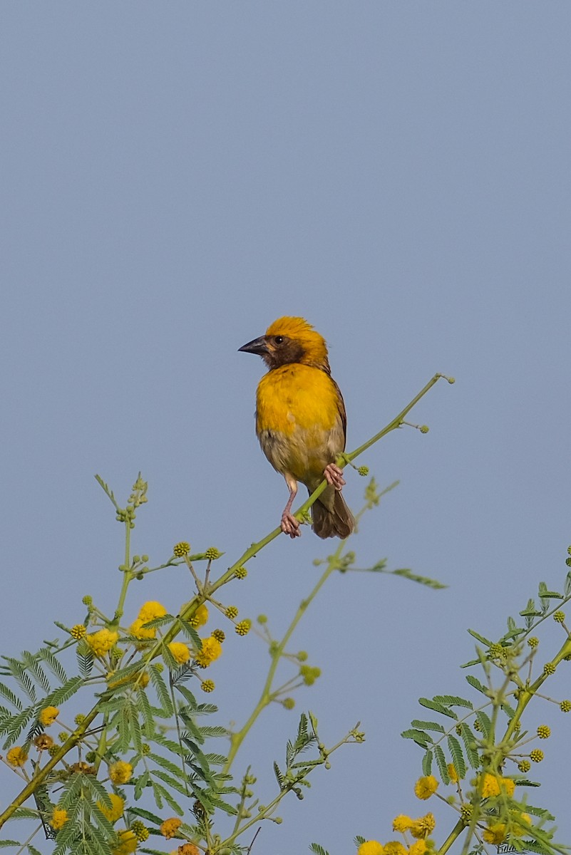 Baya Weaver - Hasham Malik