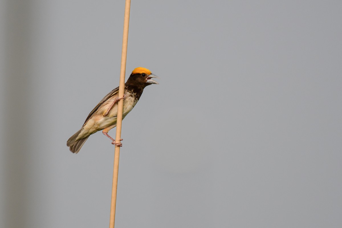 Black-breasted Weaver - ML495588371