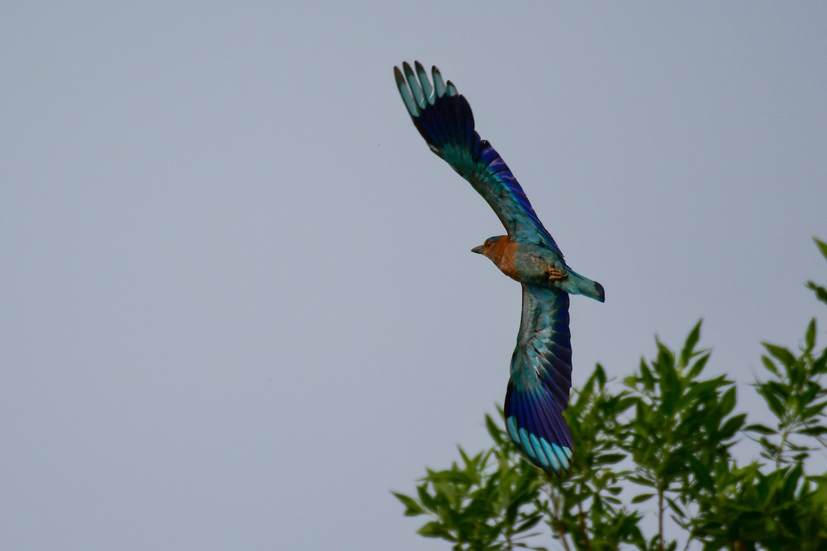 Indian Roller - Hasham Malik