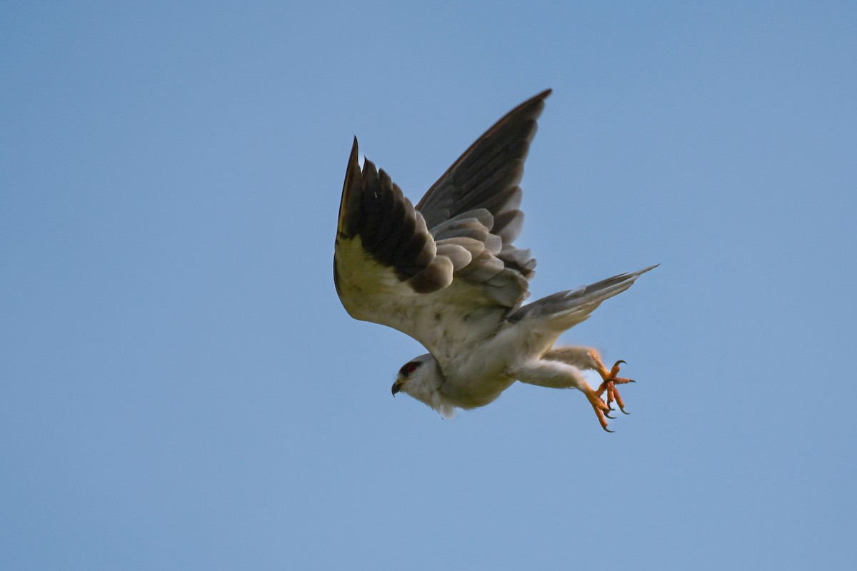 Black-winged Kite - ML495588541