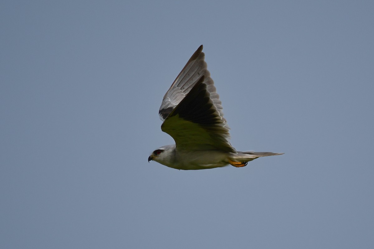 Black-winged Kite - ML495588561