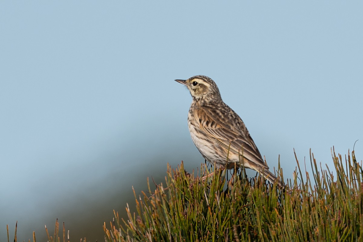 Australian Pipit - ML495588601