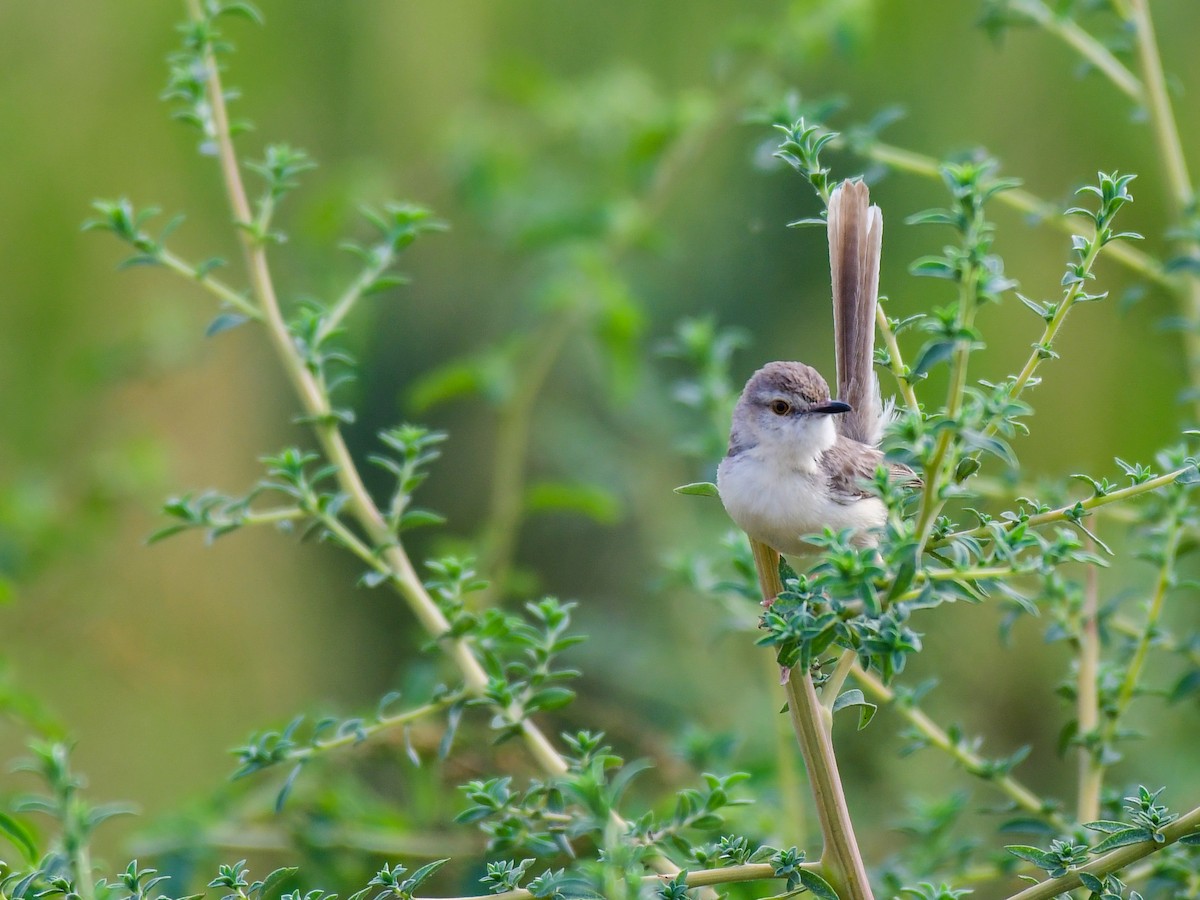 Plain Prinia - Hasham Malik