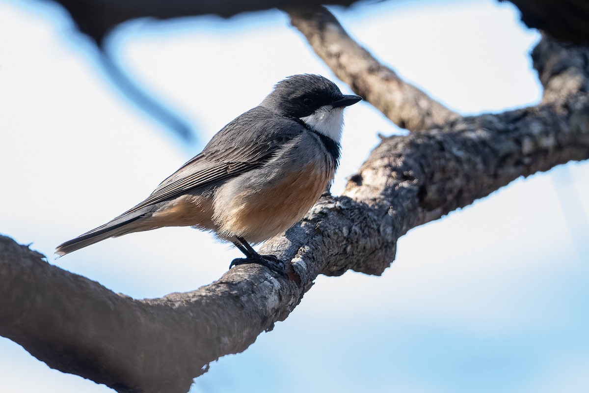 Rufous Whistler - ML495588631