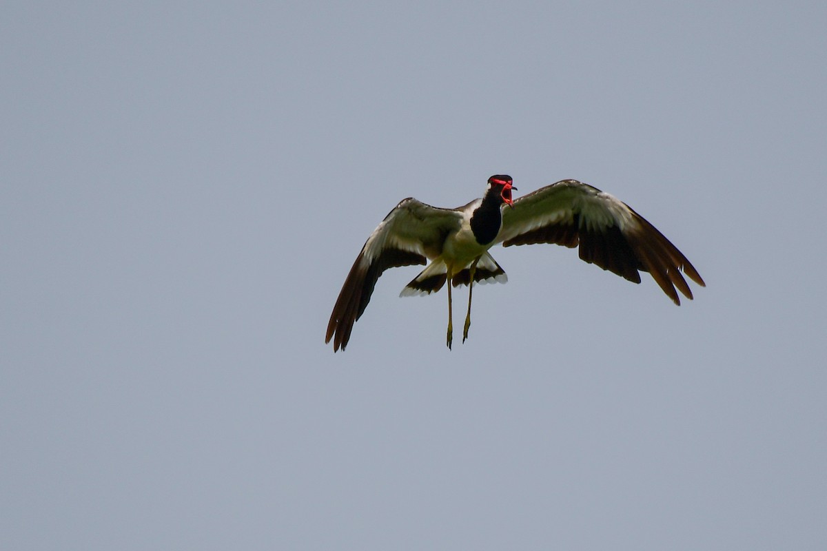 Red-wattled Lapwing - ML495588641