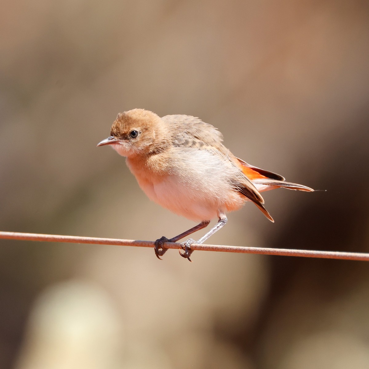 Crimson Chat - ML495588731