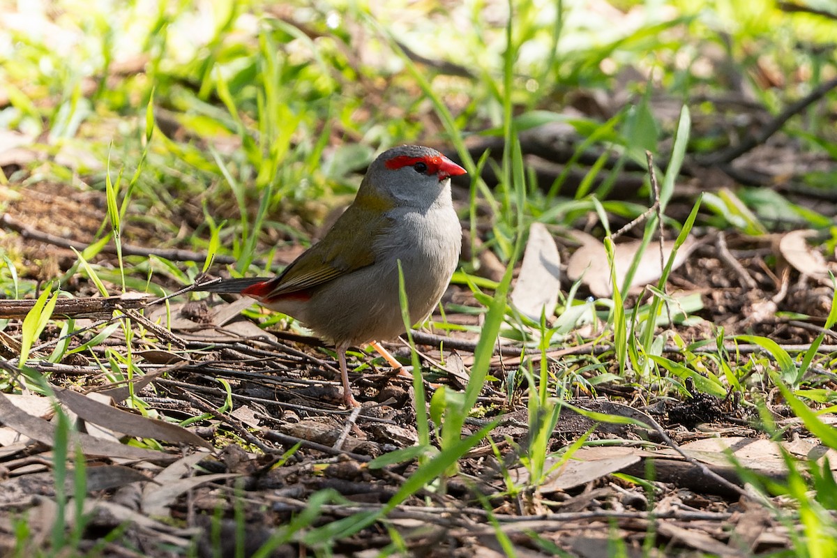 Red-browed Firetail - ML495588821