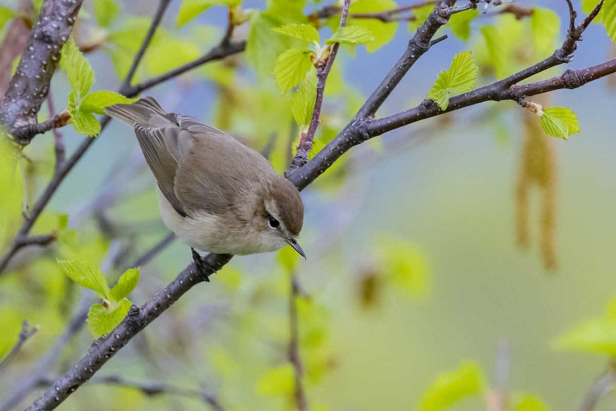 Mountain Chiffchaff (Caucasian) - ML495588921