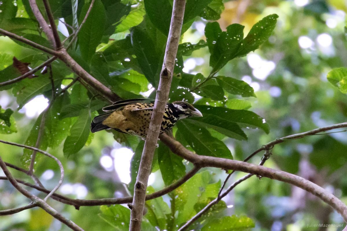 Tan-capped Catbird - ML495589061