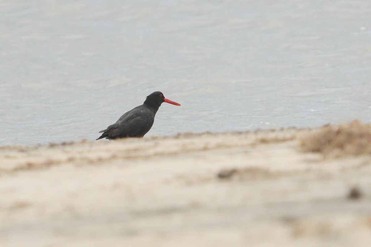 African Oystercatcher - ML495589941