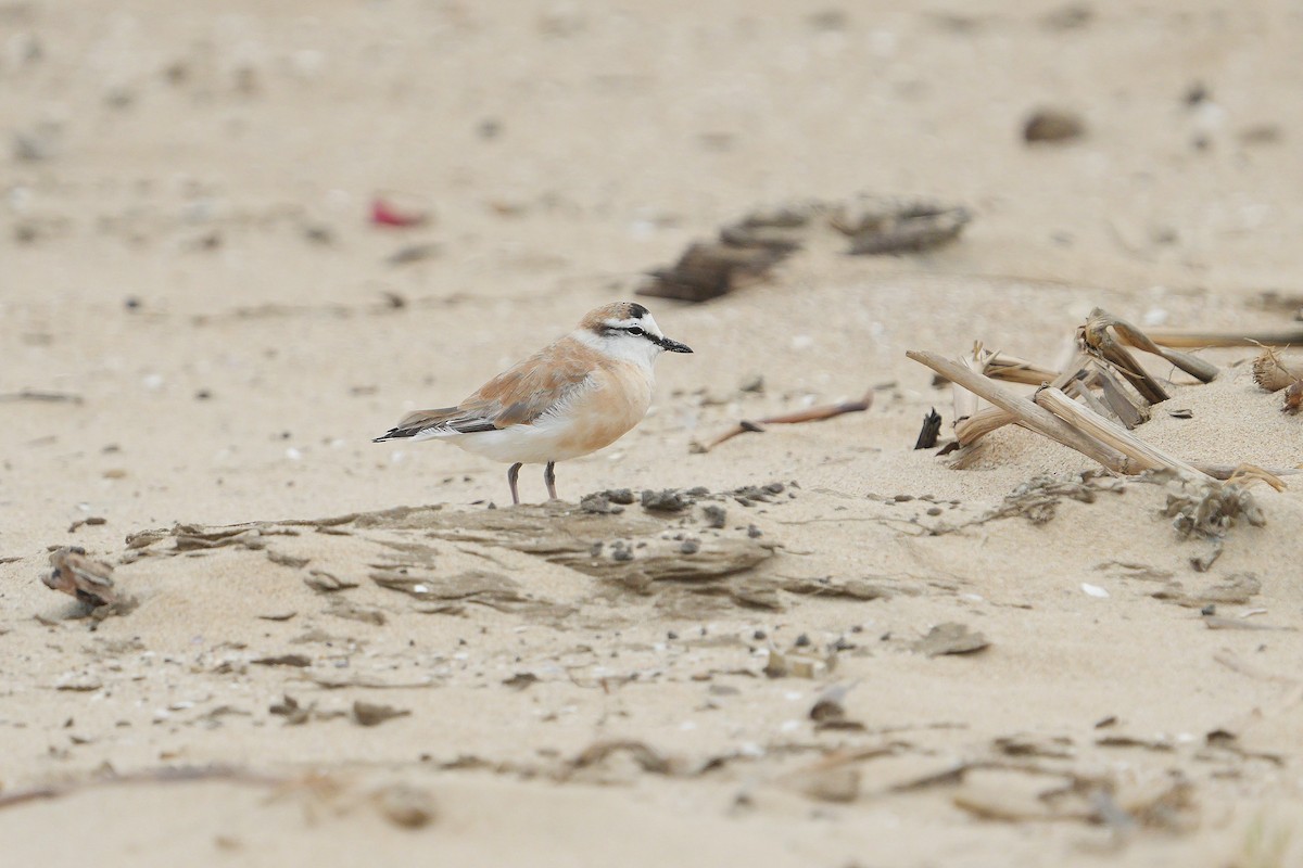 White-fronted Plover - ML495590001