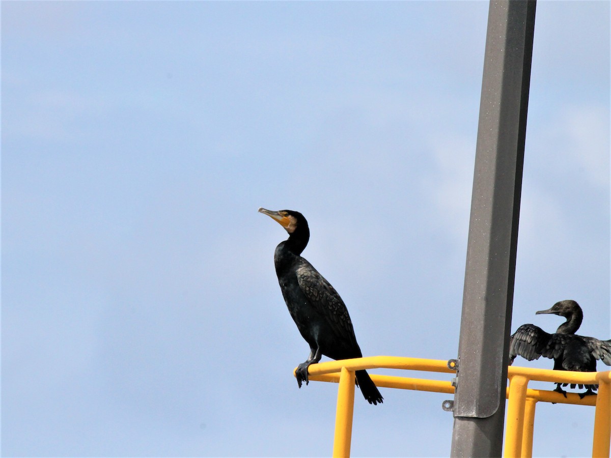 Great Cormorant - ML495590761