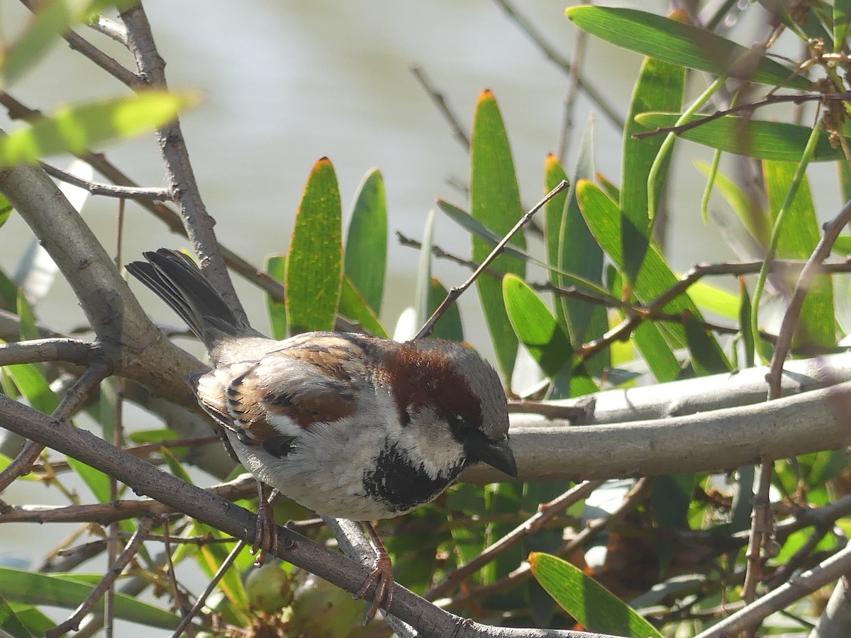 House Sparrow - Ethan A