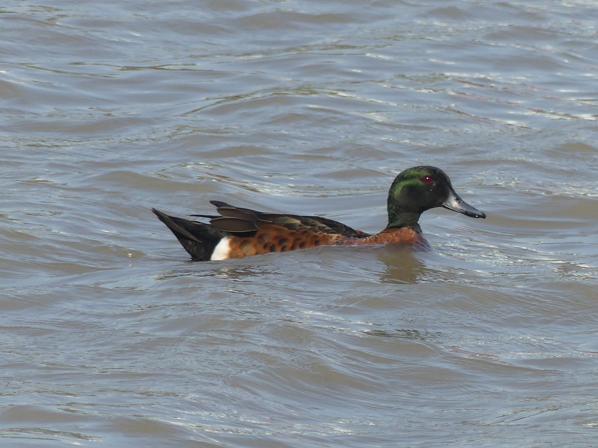 Chestnut Teal - Ethan A