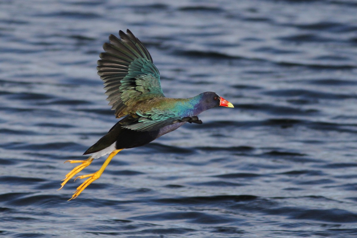 Purple Gallinule - Alex Lamoreaux