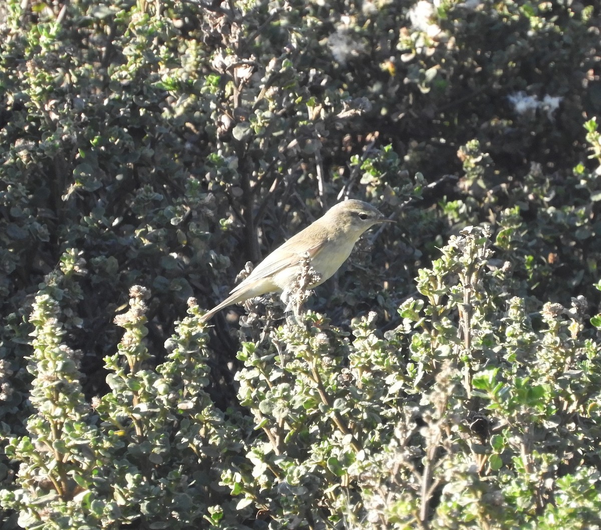 Willow Warbler - ML495592051