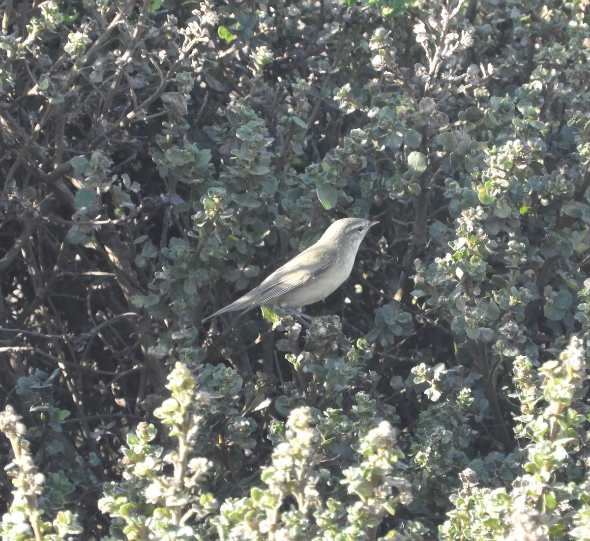 Willow Warbler - brendan galvin