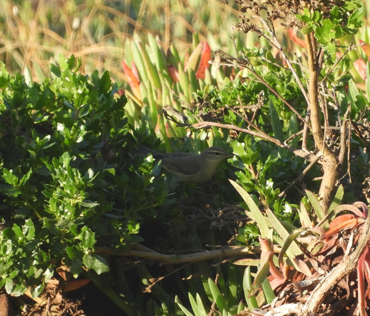 Willow Warbler - ML495592071