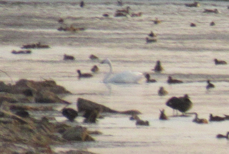 Tundra Swan - ML495592101