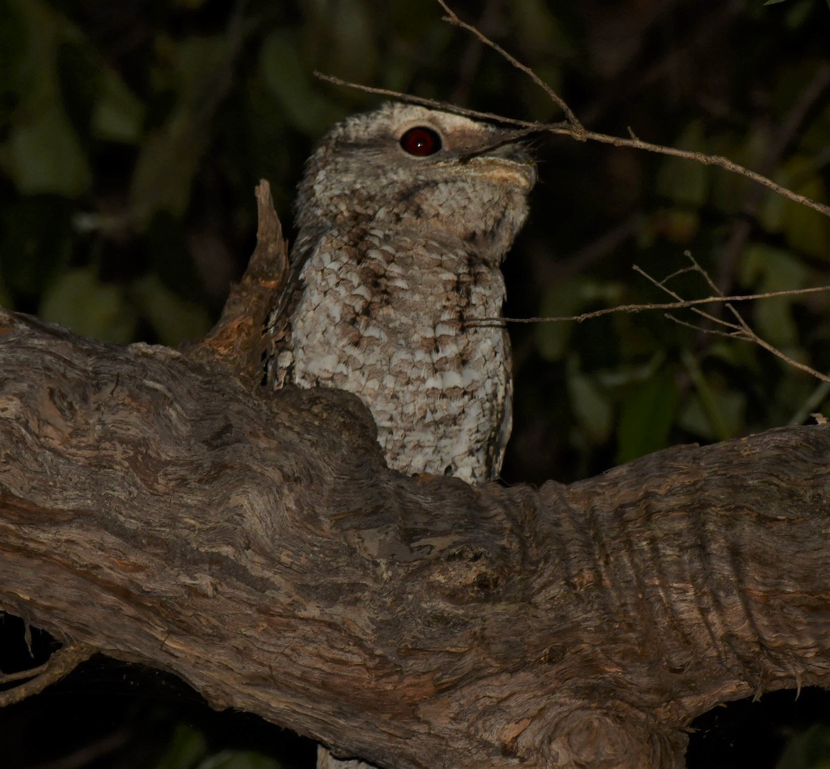 Marbled Frogmouth - ML495592591