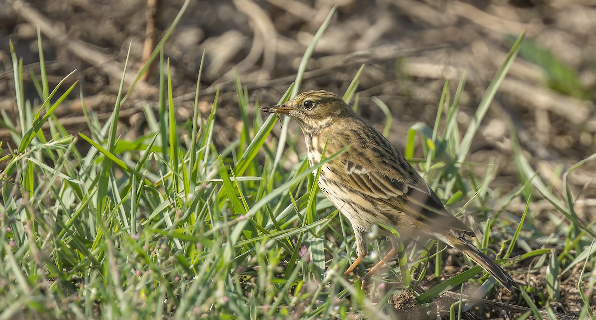 Meadow Pipit - Francisco Pires